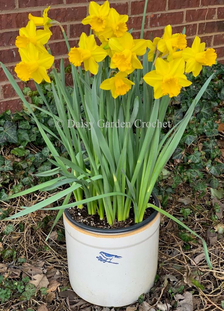 Dutch Master Daffodils grown in a container.
