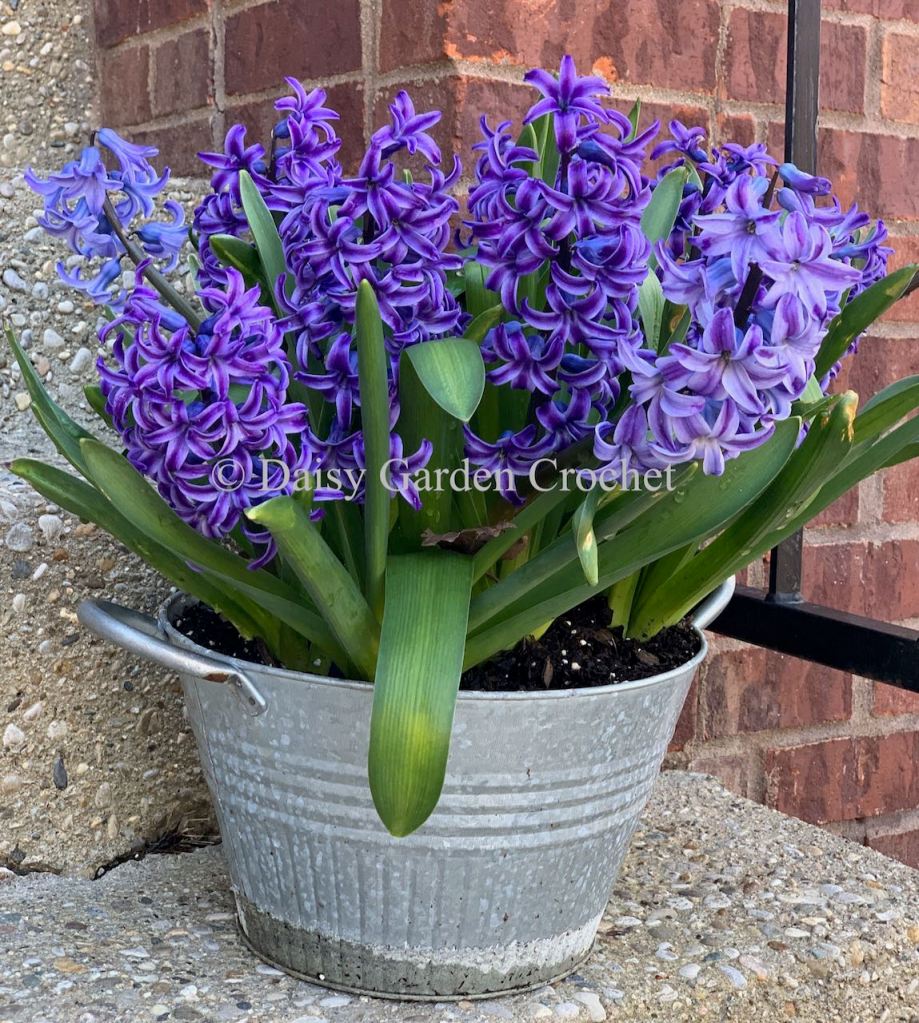 Blue Collection Hyacinths