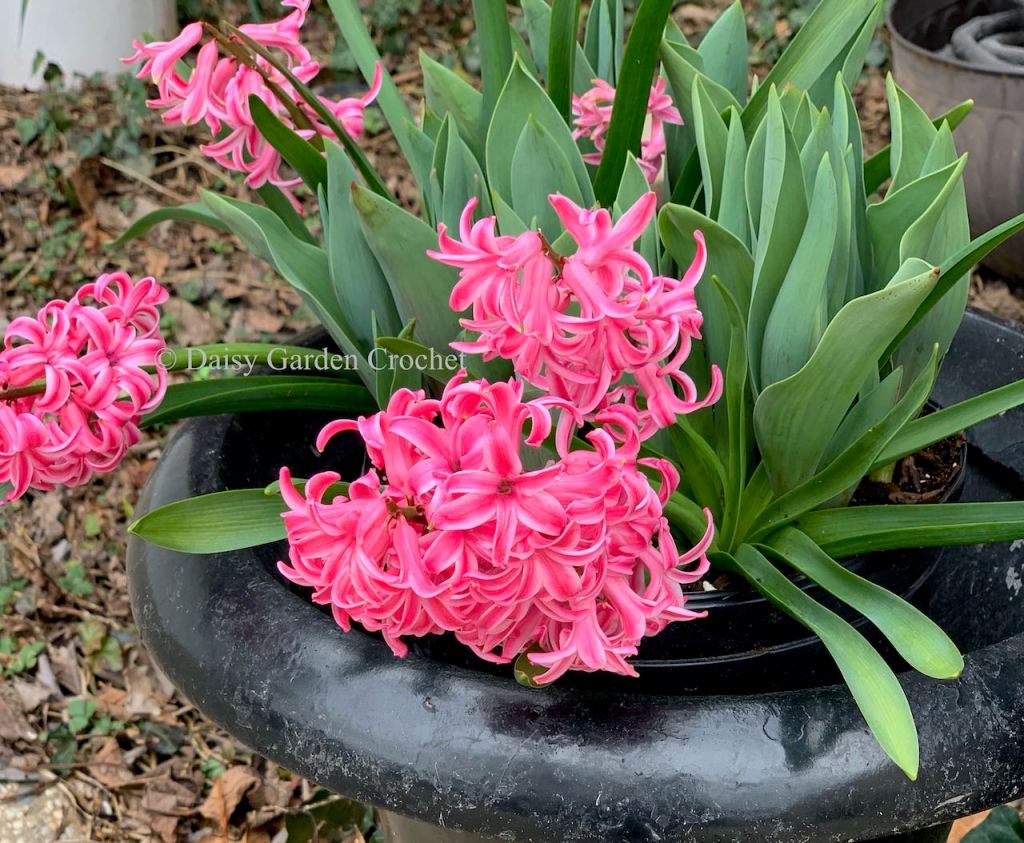 Pink Pearl Hyacinths