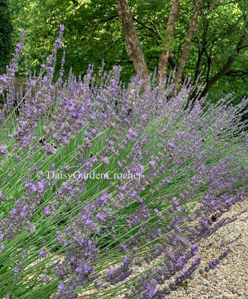 Phenomenal lavender with bees