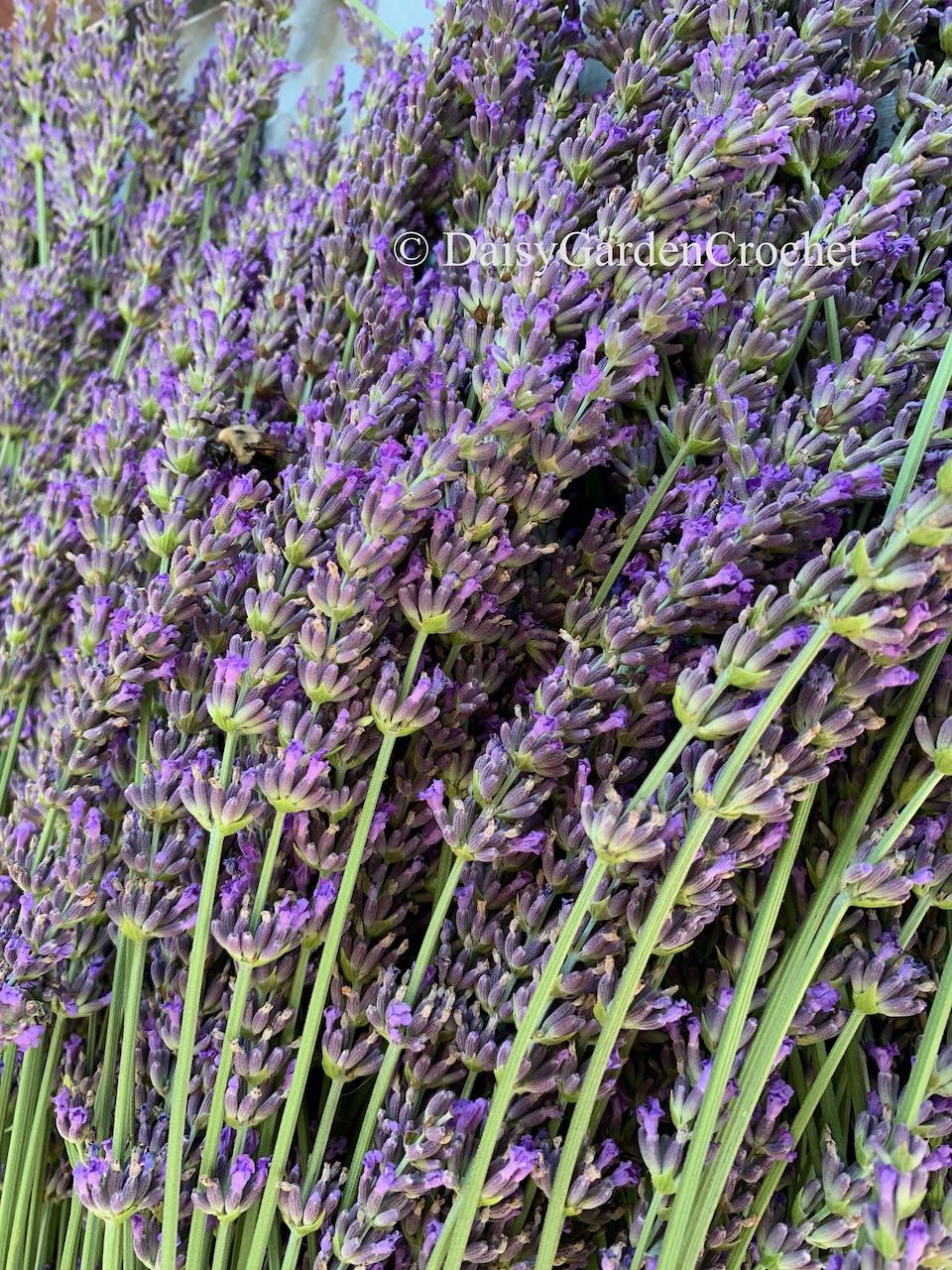 Phenomenal lavender