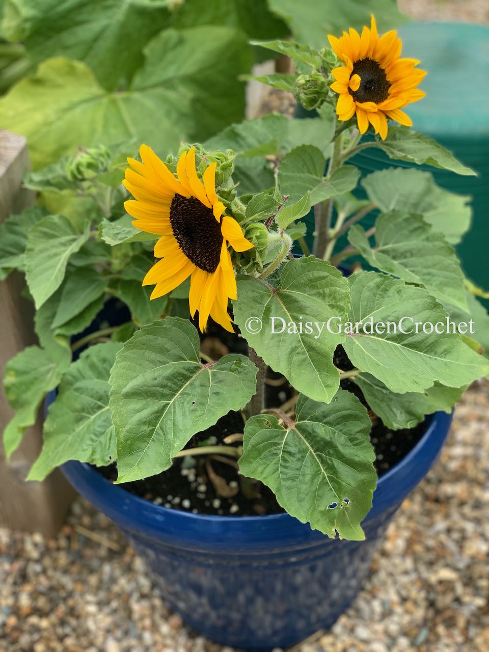 Splashes of Sun, the Sunray Dwarf Sunflower for Containers ...