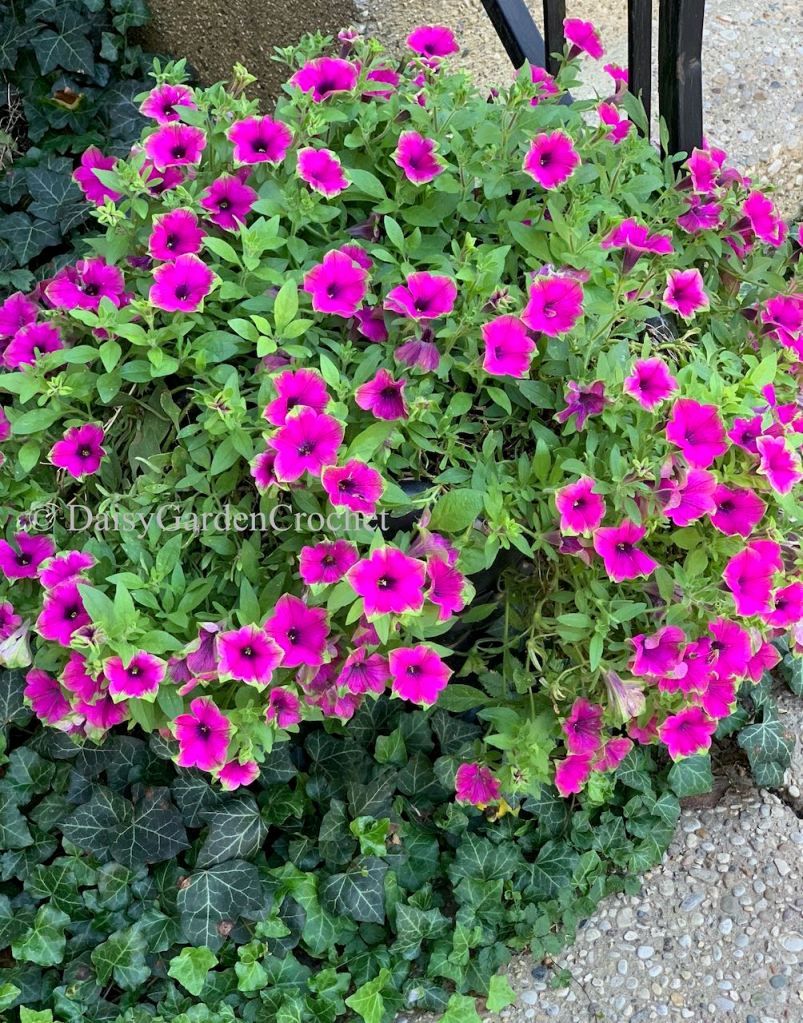 Petunia Recovering from Budworm Damage