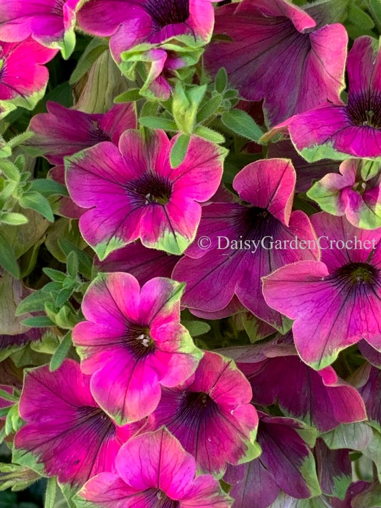 Picasso in Purple Supertunia Flower Closeup