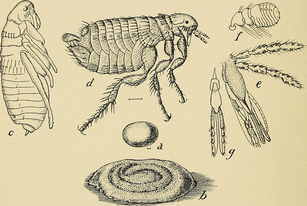 How to Get Rid of Fleas