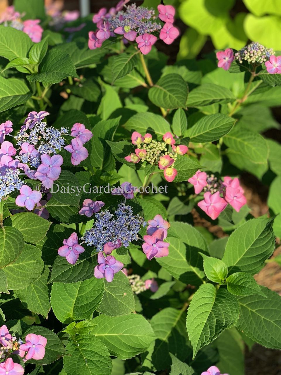 Tuff Stuff Red Mountain Hydrangea, Hydrangea serrata