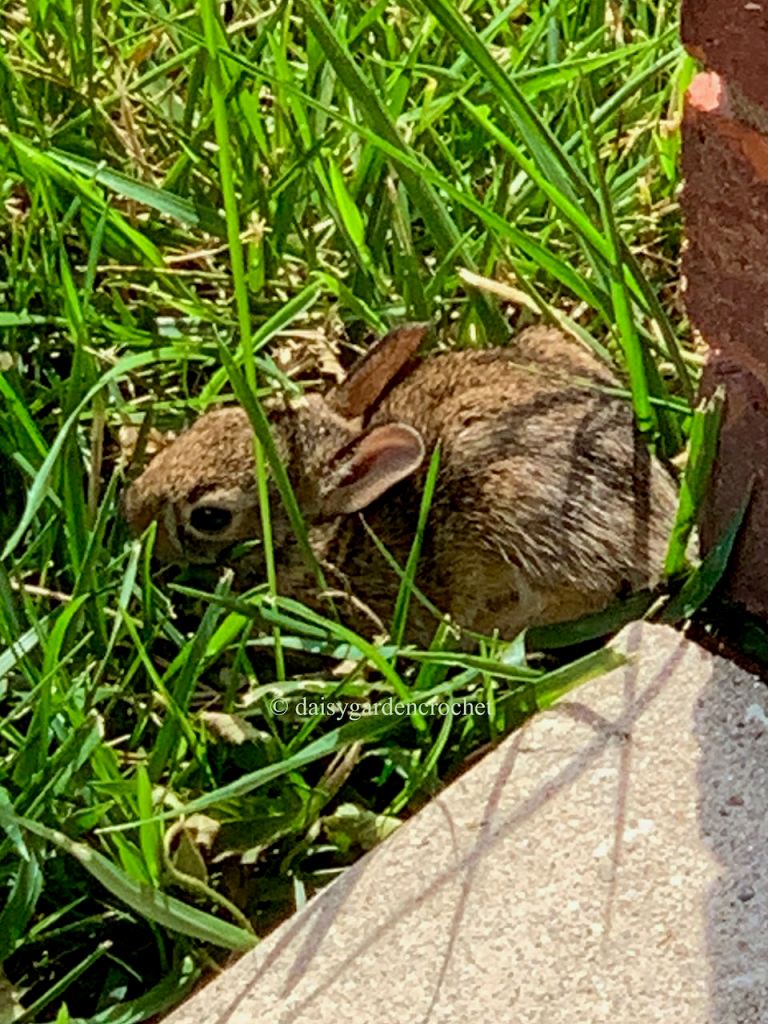 Baby rabbit in the garden