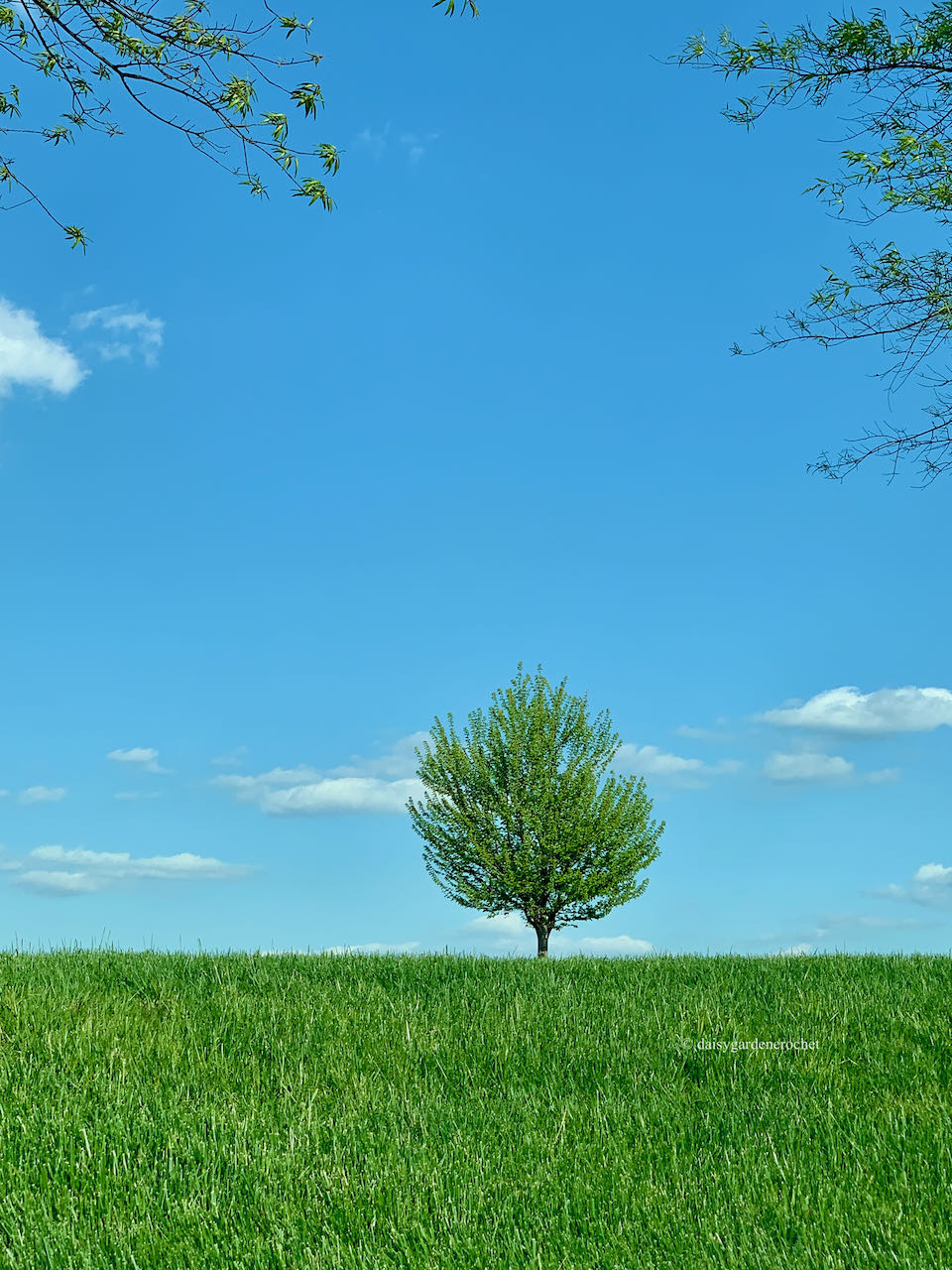 A solitary tree seemingly in a field with clouds in the sky