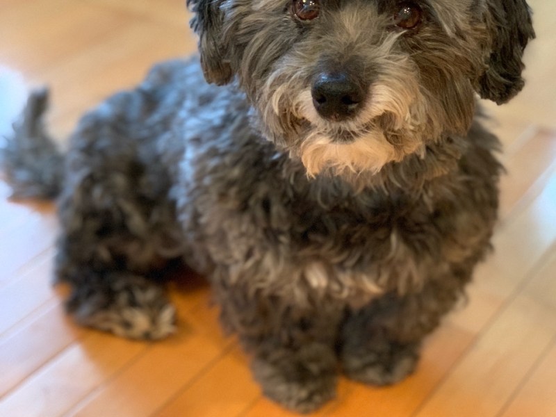 My Heart Dog,&nbsp;Hobbes