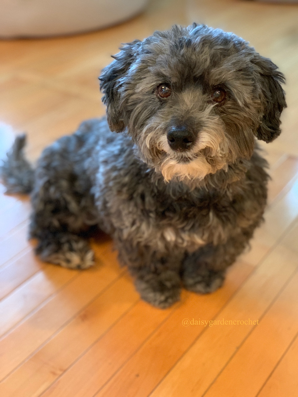 My heart dog, Hobbes, a black and white Havanese