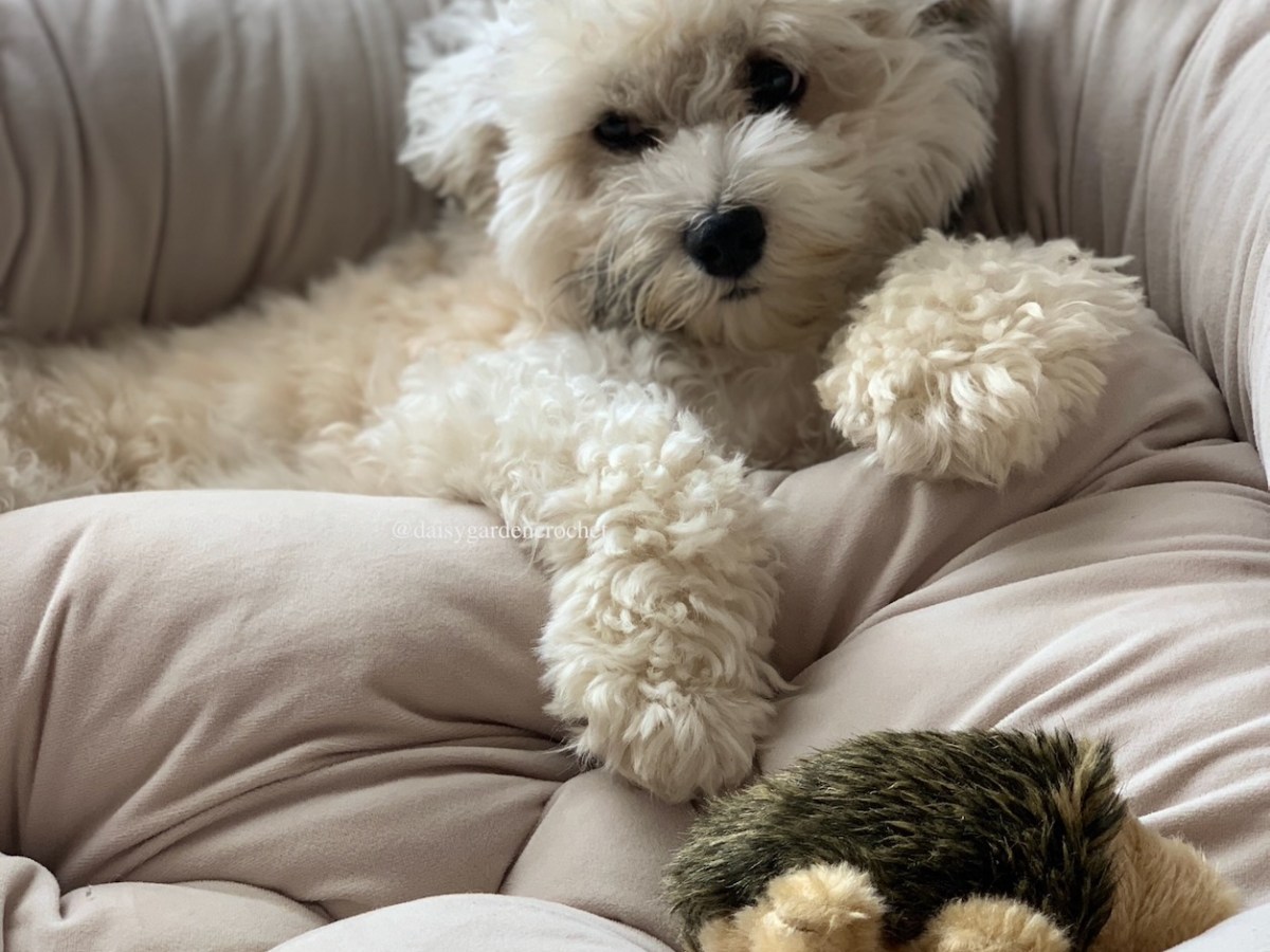 How to Make Owning a Dog&nbsp;Easier