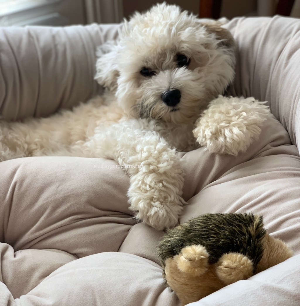 How to Make Owning a Dog&nbsp;Easier