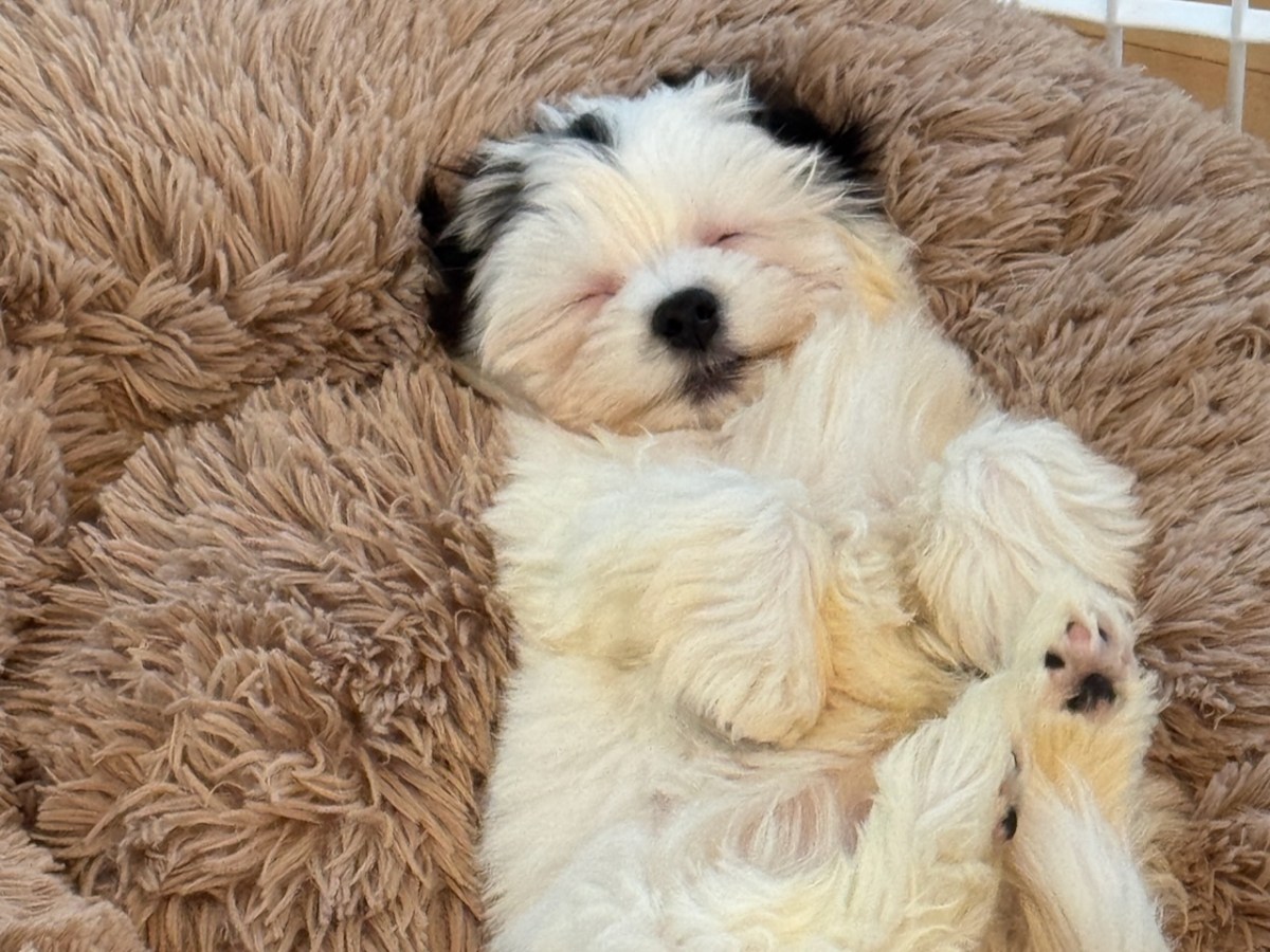 The Best Puppy Potty Training&nbsp;Advice