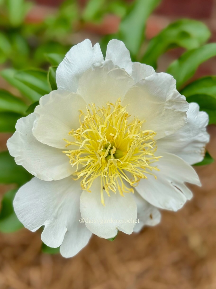 White Jan van Leeuwen herbaceous peony with yellow stamens