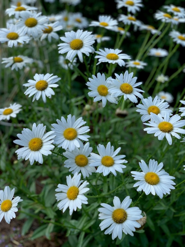Shasta Daisy Leucanthemum 'Becky'
