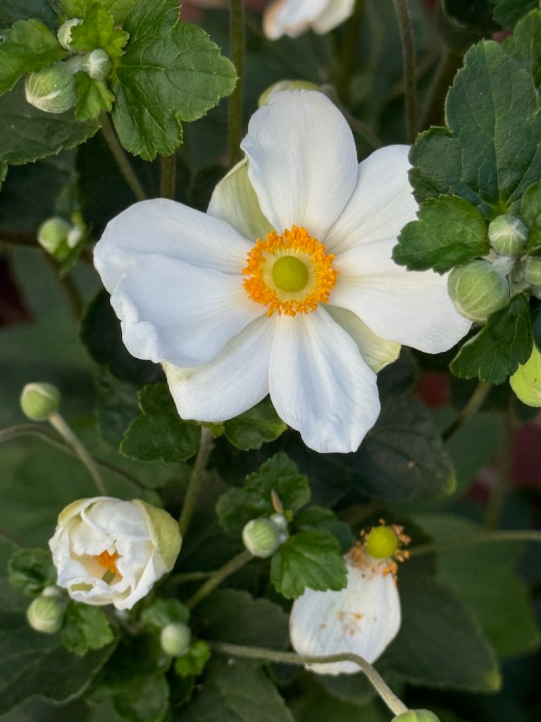 Anemone 'Honorine Jobert' flower photo
